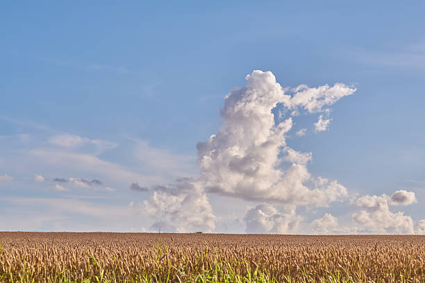 Dried field of corn crops ruined by severe summertime drought in Europe.
