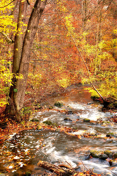 istock A tranquil autumn stream flowing through a forest with vibrant foliage in stunning shades of yellow, red, and orange, creating a picturesque and peaceful natural landscape. 2247202999