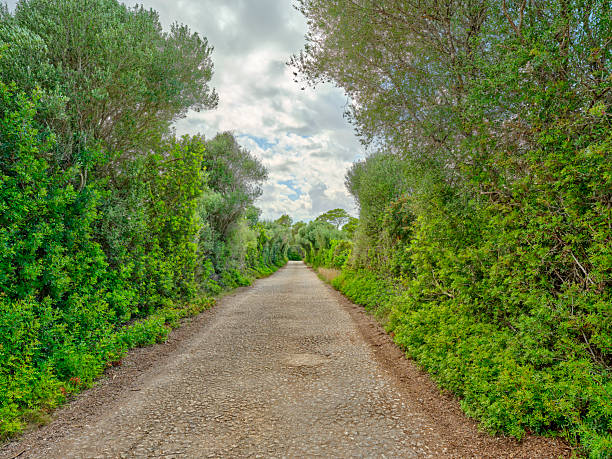 A peaceful countryside path adorned by dense foliage consisting of verdant shrubs, thriving trees, and bright skies overhead. The scene invites calm reflection and exploration amidst appealing natural surroundings.
