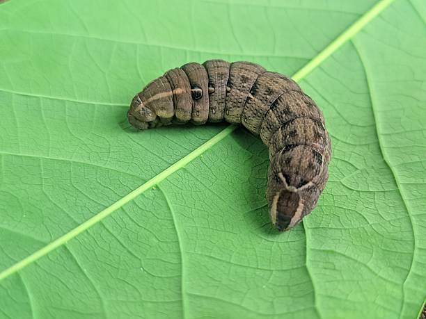 Horned Caterpillar - Mimicking a Snake - White Background - Tersa Sphinx Moth - Macro - Side Reaching