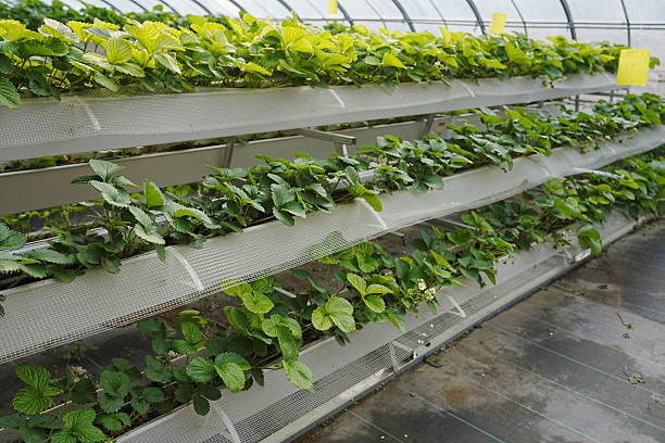 istock Strawberries are grown in soilless culture 2247204634