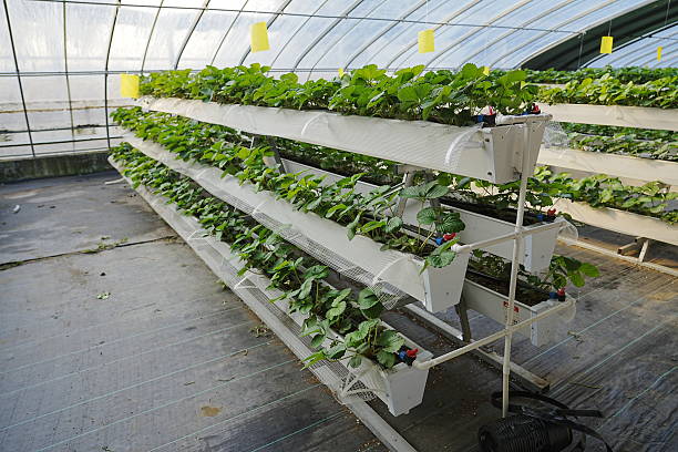 istock Strawberries are grown in soilless culture 2247204740