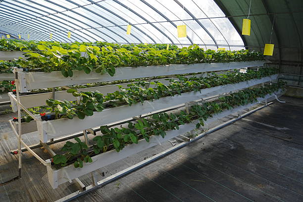 istock Strawberries are grown in soilless culture 2247204777