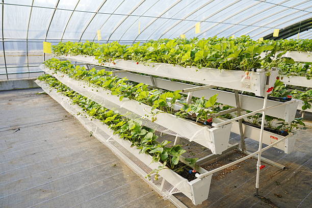 istock Strawberries are grown in soilless culture 2247204786