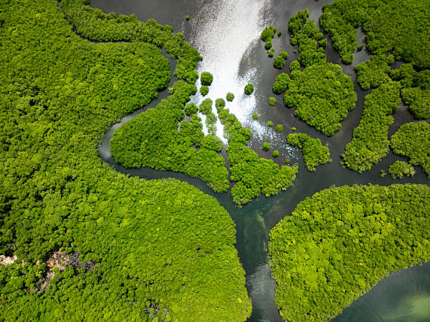 istock Mangrove forest and winding river channel. Siargao, Philippines. 2247205642