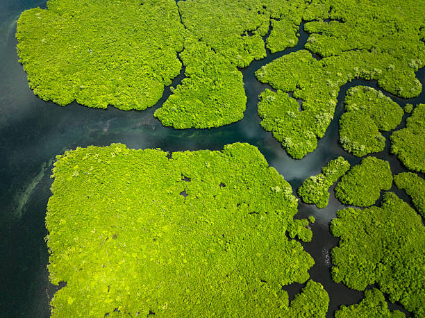istock Mangrove forest patches with winding water channels. Siargao, Philippines. 2247205670