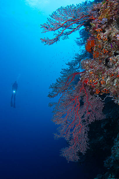 istock The soft tree corals and a female diver - Palau, Micronesia 2247207428