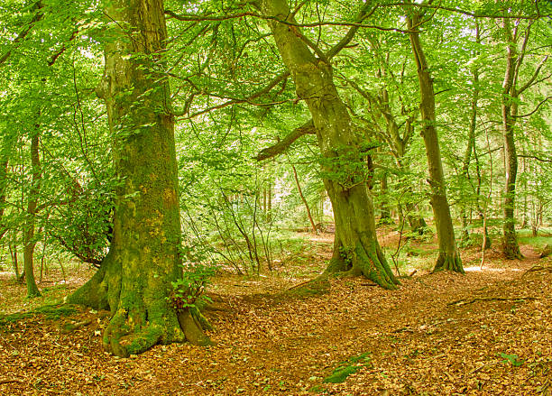 Trees of forest with orange bracken in English autumn