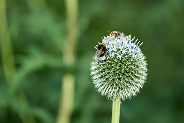 istock Bee on a globe thistle in a calm Danish garden, capturing pollination, nature, and summer color; a close view of Echinops ritro with a bumblebee exploring blue flowers 2247207566