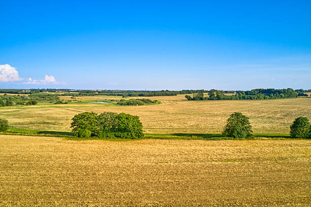 istock Golden harvest fields under a bright blue sky with scattered trees in rural Denmark landscape, a tranquil countryside scene ideal for agriculture, nature, and travel themes 2247207574