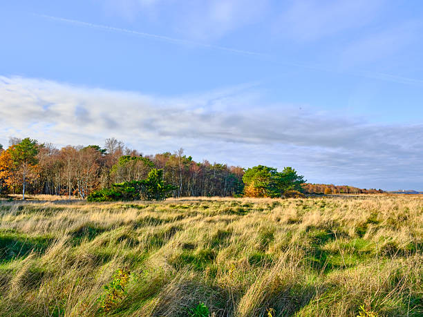 Autumn meadow with golden grasses and distant trees under a clear blue sky in Denmark, a tranquil rural landscape capturing seasonal color and open space