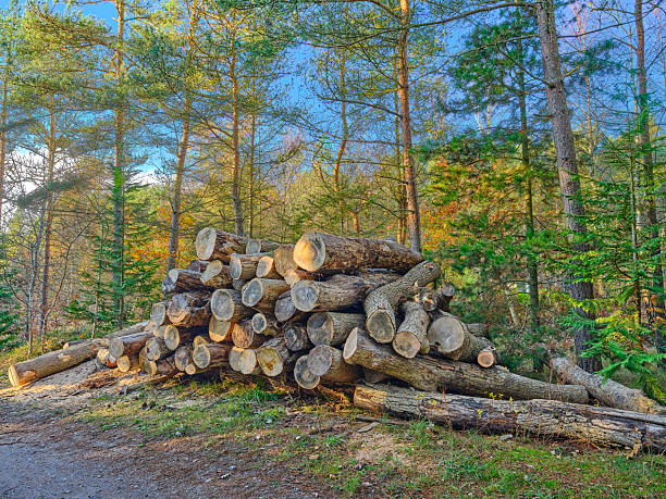 A large pile of cut logs rests on the forest floor, surrounded by tall conifer trees. Dappled sunlight highlights the bark textures and fallen wood, conveying rustic warmth, outdoor work vibes, and serene wilderness. Suitable for topics on logging, nature, and Danish woodland landscapes.