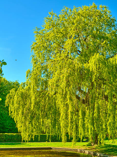 A grand Salix babylonica tree arches over a calm pond in a bright Danish park. The vibrant greenery contrasts with the deep blue sky, creating a peaceful outdoor setting perfect for nature, travel, or lifestyle projects in Denmark.