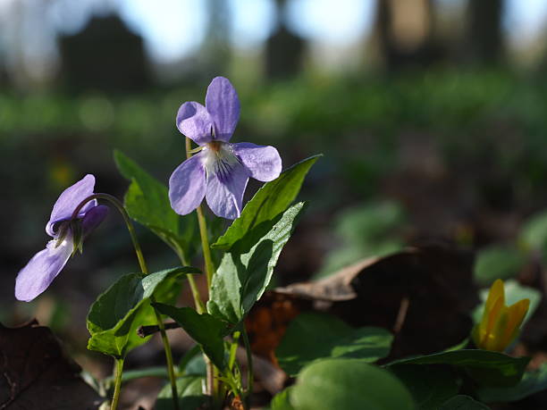 istock Wood violet blooming on forest floor in spring 2247207813