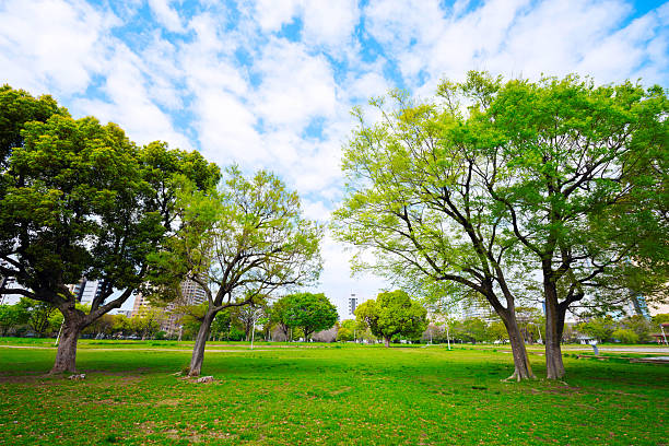 Naniwa Palace Ruins Park on a sunny day in Osaka