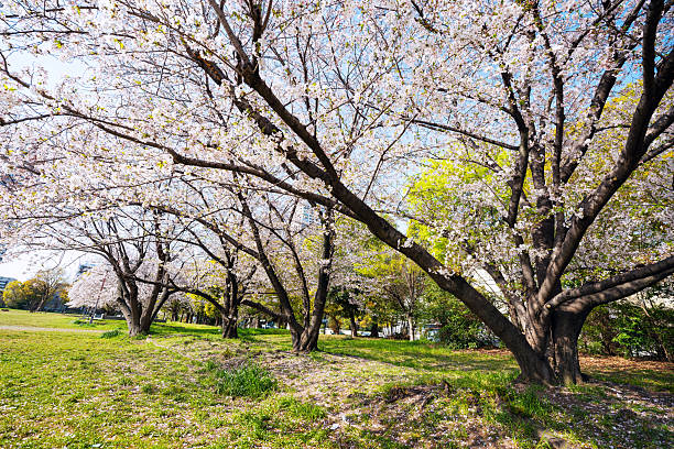 Korean old man sitting and watching the cherry blossoms that are likely to pour.