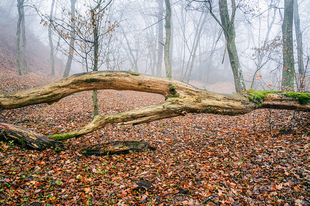 istock Misty woodland 2247211154