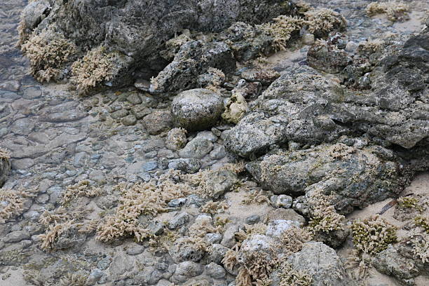 Sea coral / foam on the rocky Aruba beach