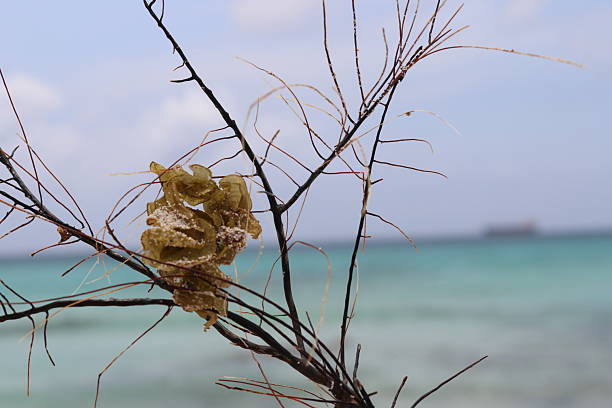 A piece of seaweed caught on a small branch with the Caribbean Sea in the background