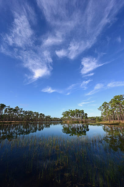 White autumn cloudscape over Long Pine Key in Everglades National Park, Florida reflected in calm water of lake.