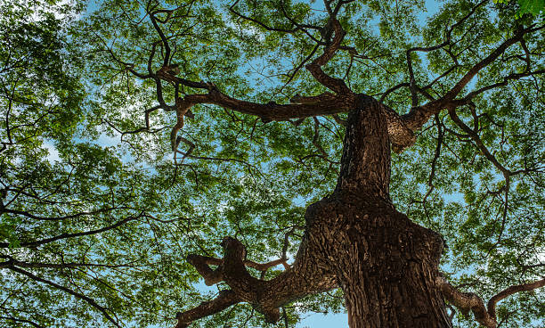 istock Low angle view of a large tree with textured bark and spreading green branches against a clear blue sky. Symbolizing growth, life and sustainability. 2247215424