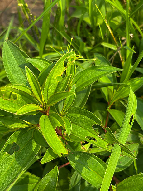 istock Sunlit Green Leaves with Insect Damage 2247218059