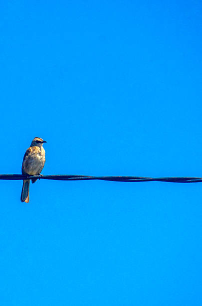 istock Small brown wild bird with clear blue sky 2247218344