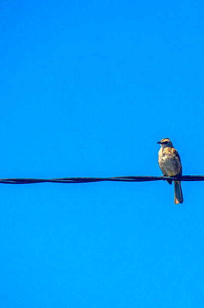 istock Small brown wild bird with clear blue sky 2247218361