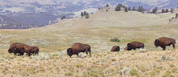 istock Bisons in Lamar Valley, Yellowstone National Park, USA 2247218426