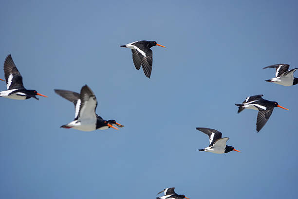 istock Pied Oyster Catchers in flight 2247220513