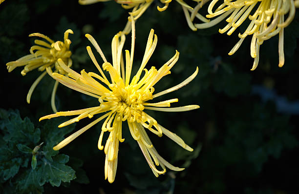 istock Close - up of Yellow Chrysanthemum 2247221203