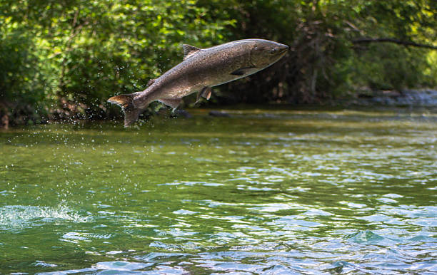 istock Hopping Salmon in Butte Creek 2247223074
