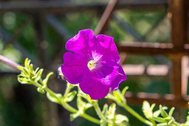 Vibrant purple petunia blossom in bright sunlight