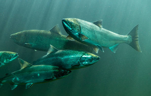 A school of Chinook salmon migrating up the Columbia River in Oregon.