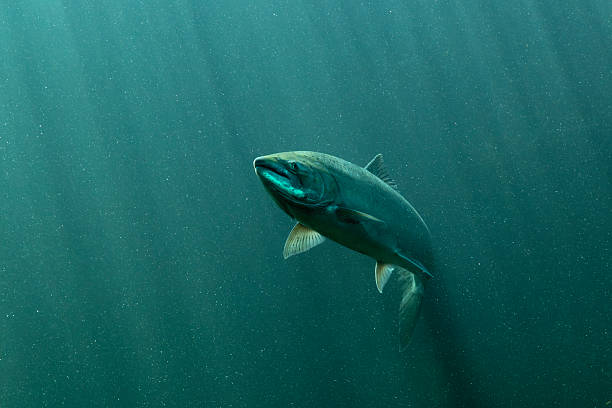 istock Chinook Salmon Columbia River Oregon. 2247226851