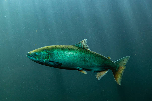 istock Wild Chinook Salmon Columbia River Oregon 2247226856