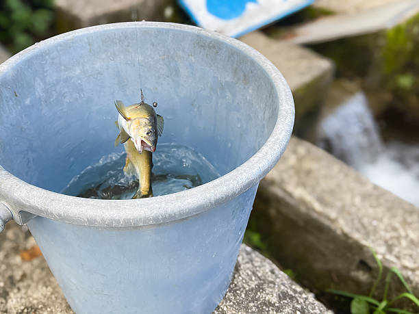 istock Fishing pond. Live caught sweetfish. 2247227984