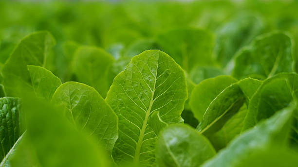istock Eco green farm sustainable. 2247228586