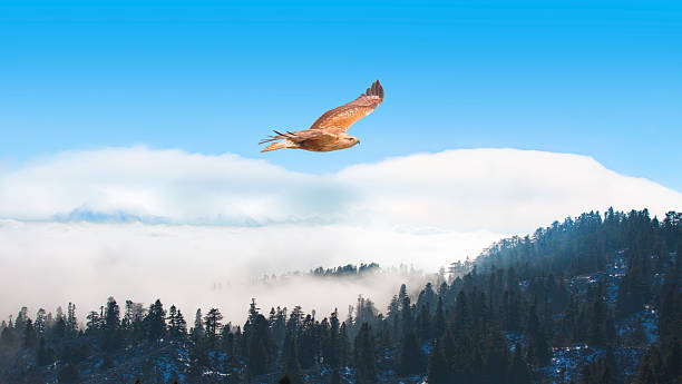 istock Red-tailed Hawk flying over the blue mountains with sunset sky 2247230372