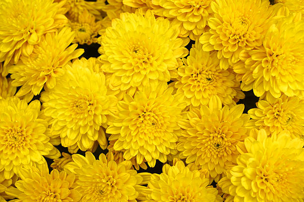 istock yellow chrysanthemum flower background 2247232453