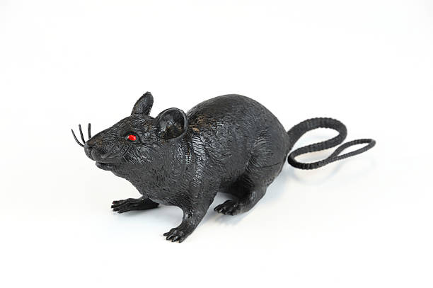 Halloween plastic black rat isolated on white background