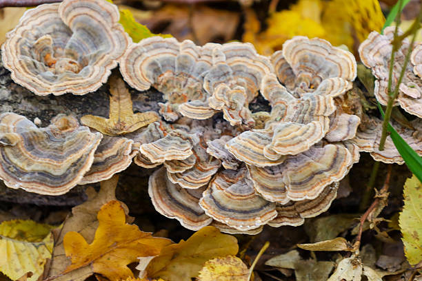 istock A cluster of bracket fungi, likely Turkey Tail Mushrooms (Trametes versicolor), grows on a fallen log surrounded by yellow autumn leaves. Their concentric, wavy, striped patterns in gray and brown stand out clearly against the bright autumnal tones. 2247232969