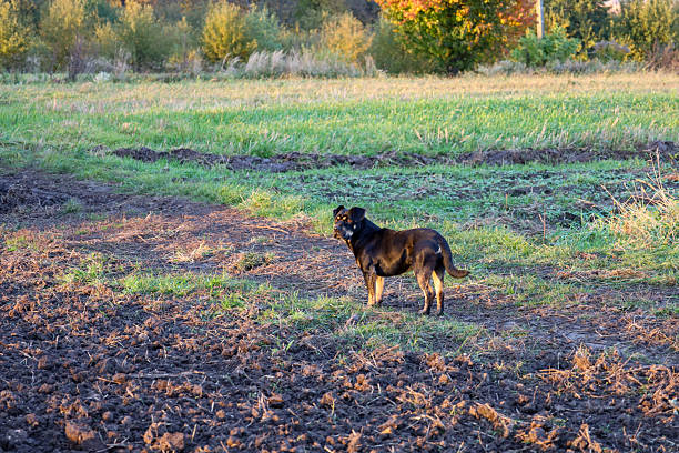A medium-sized black dog stands at the boundary between tilled soil and a green field on an autumnal day. Warm, low sunlight illuminates the animal and highlights the texture of the ground and surrounding vegetation.