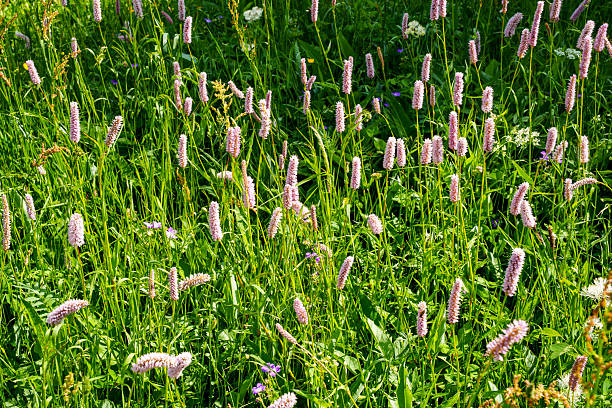 Bistort wildflowers (Bistorta officinalis) growing in lush green meadow under bright summer sun