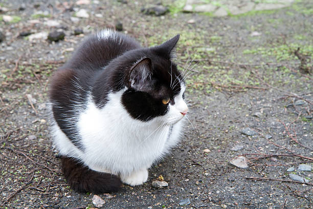 istock Fluffy black and white cat sitting outside and looking away 2247234068