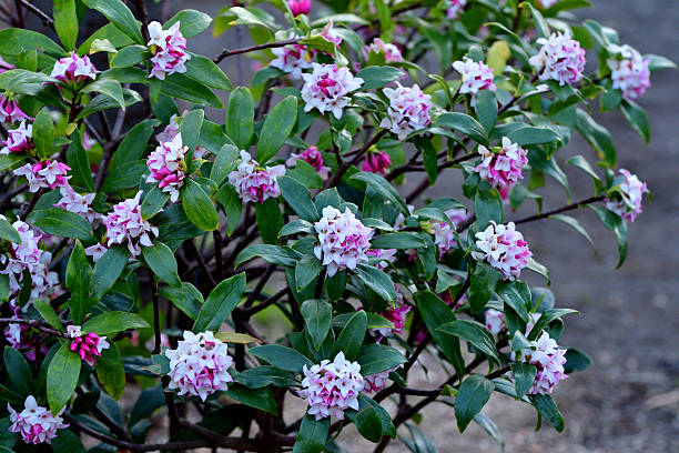 Daphne odona, also called Japan daphne and daphne indica, scentednative to Japan and China, is a compact evergreen shrub with dark green leaves and terminal umbels of very fragrant, reddish-purple, yellow or white flowers from late winter to early spring, often followed by colorful berries.