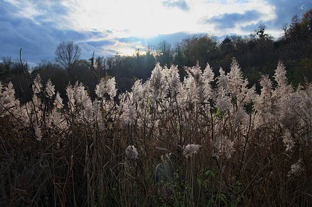 istock Vegetation in a field illuminated by the sun rays 2247235731