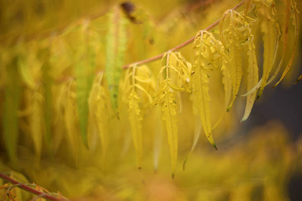 Beautiful autum leaves from trees, fall foliage in stunning colours, photographed with an old analog lens for stunning bokeh.