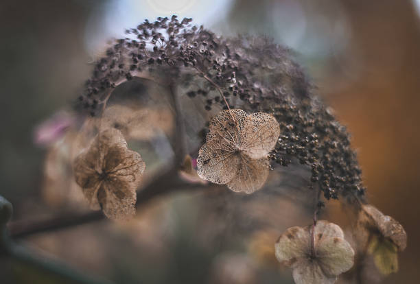 Vintage mood photo of a autumn hydrangea flower shot with vintage analog lens, unsharp bubble bokeh.
