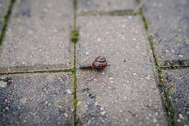 Close up garden snail